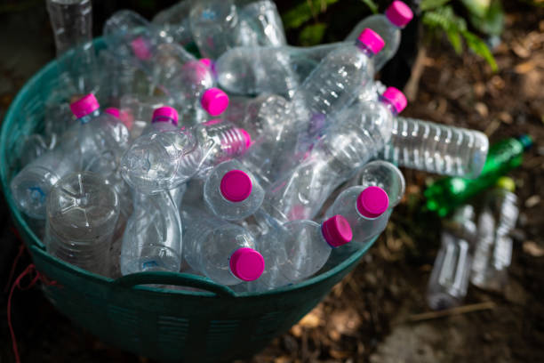 istock Plastic bottle in the basket for recycling 981282772