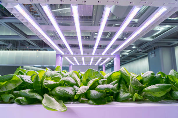 有機養液栽培コマツナ成虫野菜成長 led ライト屋内農場、農業技術 - hydroponics ストックフォトと画像