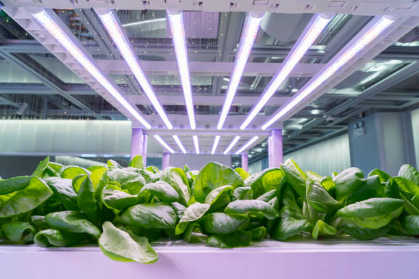 organic hydroponic brassica chinensis vegetable grow with led light indoor farm,agriculture technology - hydroponics imagens e fotografias de stock