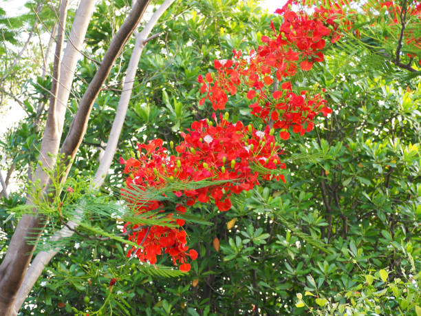 istock Beautiful orange of peacock flower on the tree. 981286664