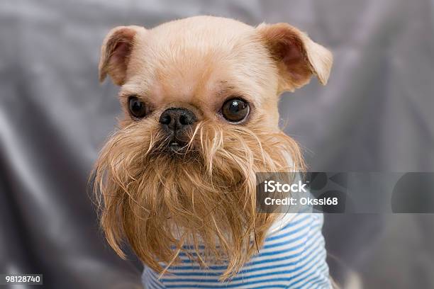 Griffon Bruxellois After Hairstyle Stock Photo - Download Image Now - Griffon Bruxellois, Animal, Animal Head