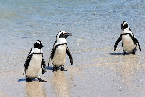 istock African penguins demersus at Boulders Beach 98129105