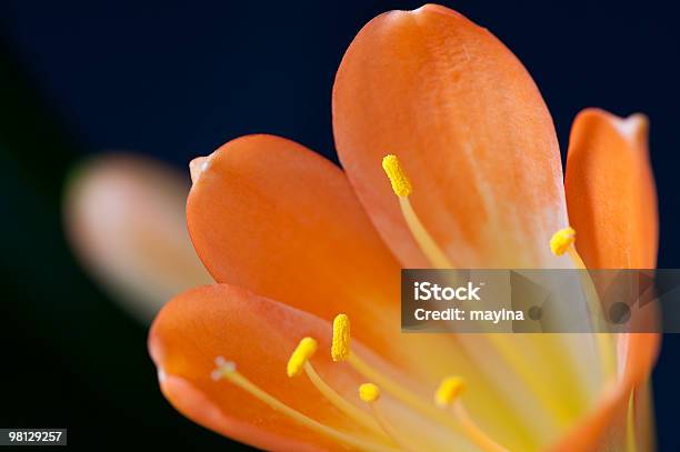 Orange Lily Head Stock Photo - Download Image Now - Clivia Lily, Close-up, Color Image
