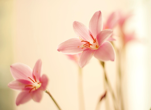 Gentle zephyr lilies, selective focus