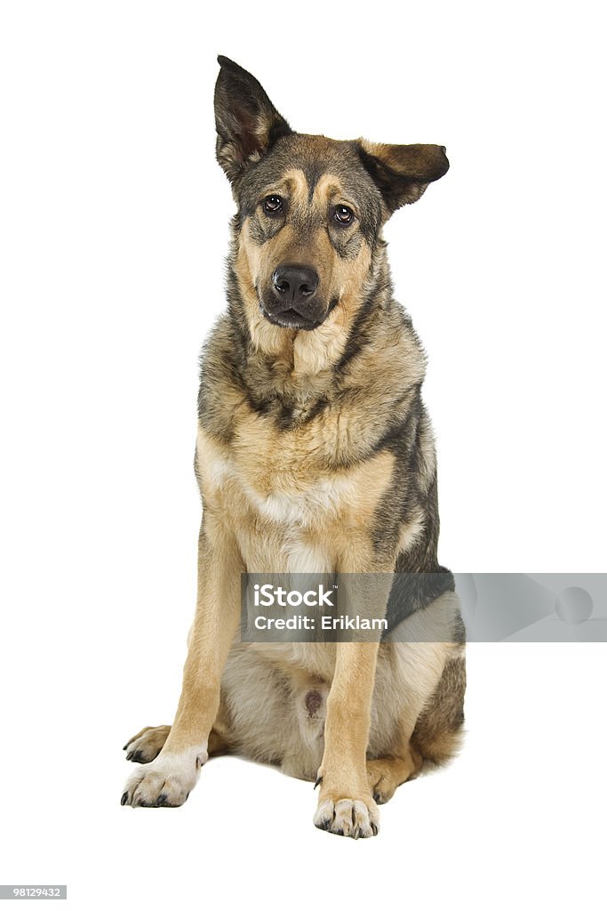 Mezclada raza de perro pastor (auxiliar - Foto de stock de Fondo blanco libre de derechos