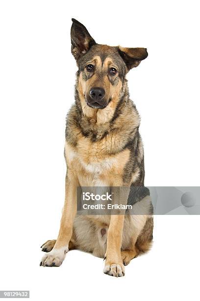 Mezclada Raza De Perro Pastor Auxiliar Foto de stock y más banco de imágenes de Fondo blanco - Fondo blanco, Perro, Tristeza