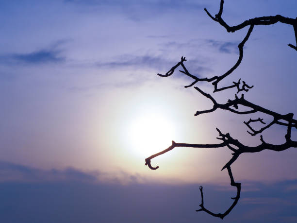 istock Beautiful  vintage light of sunset with silhouette tree in evening time.selective focus 981295214
