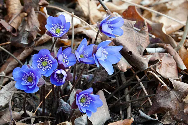 Small bouquet of Hepatica in the woods in spring