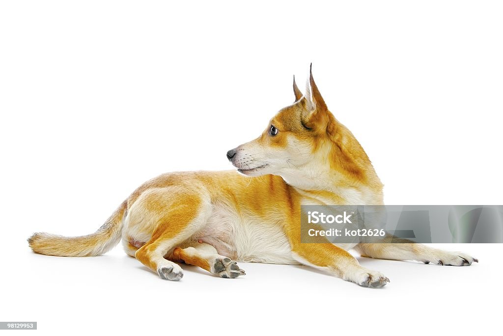 dog  Animal Stock Photo