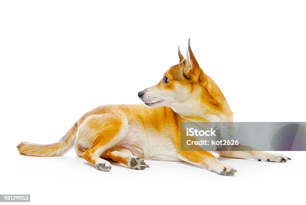 Dog Stock Photo - Download Image Now - Animal, Brown, Canine - Animal