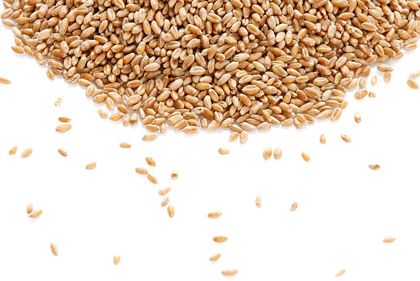 istock Grain of the wheat 98130951