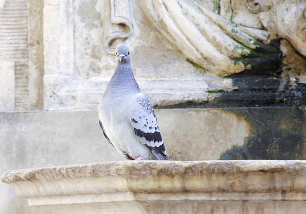 pigeon on a fountain edge stock photo
