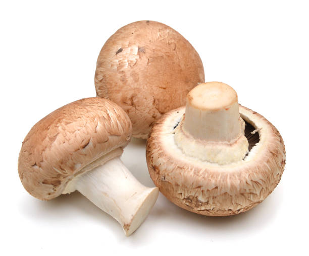 gemeinsame pilz auf weißem hintergrund - pilz stock-fotos und bilder