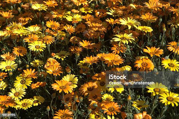 애니조나 야생화 0명에 대한 스톡 사진 및 기타 이미지 - 0명, 꽃 나무, 꽃-꽃의 구조