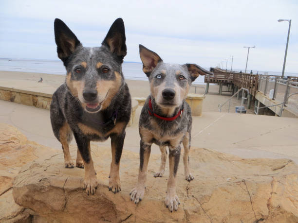 istock Dog and Puppy Standing on Rock at Beach 981312052