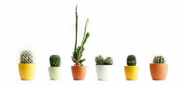 Photo of Cactus in pots