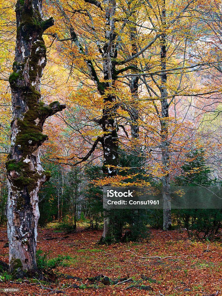 Otoño - Foto de stock de Amarillo - Color libre de derechos