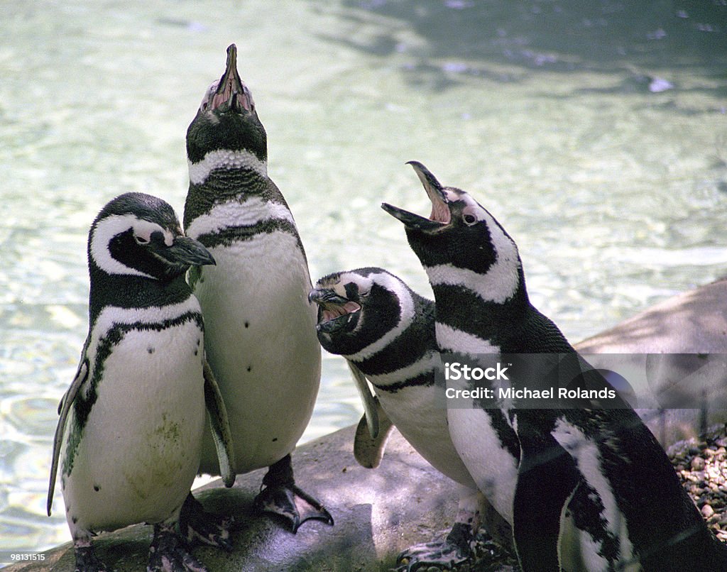 Pinguino Quartetto - Foto stock royalty-free di Acqua