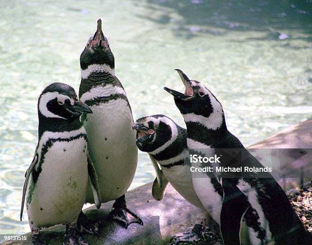 Pinguino Quartetto - Fotografie stock e altre immagini di Acqua - Acqua, Animale, Animale in cattività