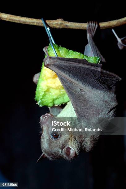 Morcego De Fruta Egípcia - Fotografias de stock e mais imagens de Alimentar - Alimentar, Animal, Asa de animal