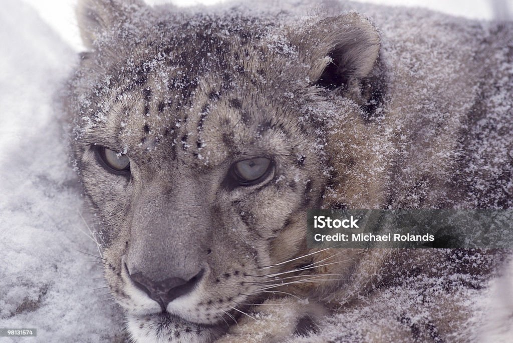 Leopardo Ártico - Foto de stock de Leopardo Ártico royalty-free