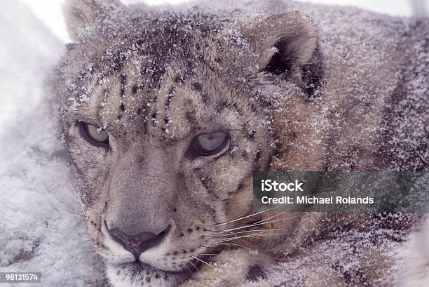 Foto de Leopardo Ártico e mais fotos de stock de Leopardo Ártico - Leopardo Ártico, Neve, Animais caçando