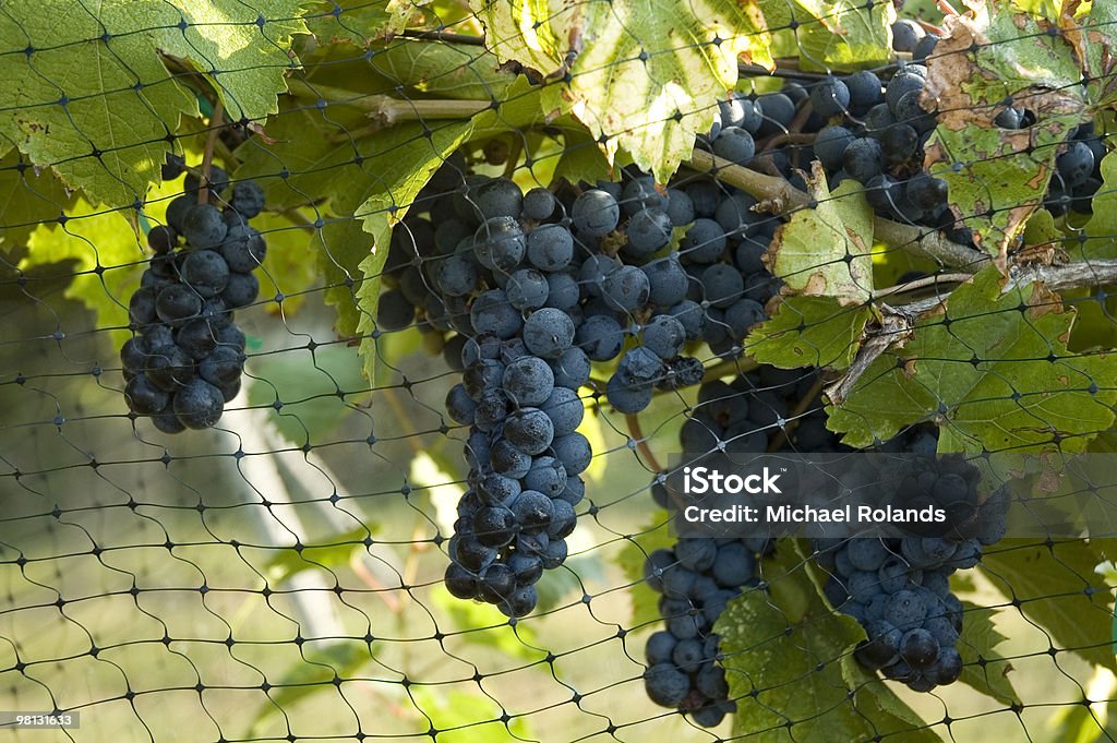 Weintrauben - Lizenzfrei Farbbild Stock-Foto