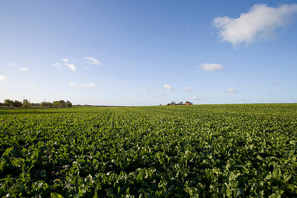 beterraba sacarina campo - sugar beet beet field vegetable imagens e fotografias de stock