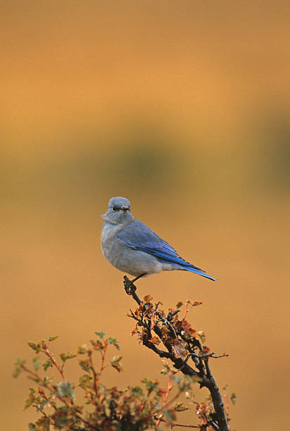 istock Male Mountain Bluebird 98132534