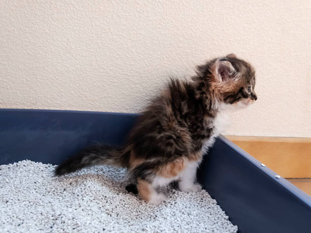 istock A small kitten using toilet, litter box, for pooping or urinate 981325686
