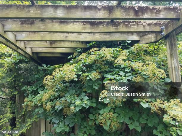 Climbing Hydrangea On Wood Trellis Stock Photo - Download Image Now - Climbing, Hydrangea, Flower