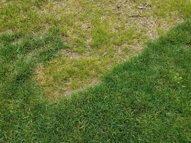 istock green grass with brown dead area 981331646