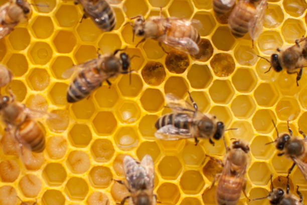 istock Bee colony establishing a new hive 981338786