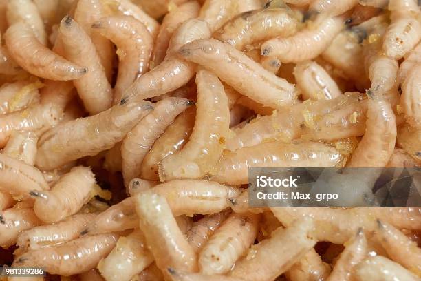Many Living Larvae For Fishingmaggots Bait Worms Stock Photo