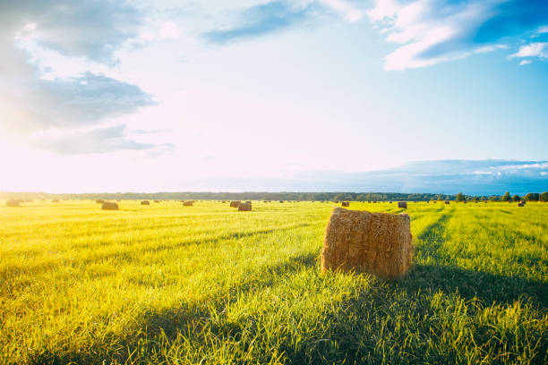 istock Haystacks lie on the field at dawn 981339294