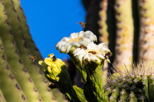 enjambre de abejas blancas flores de cactus saguaro. - cactus blooming southwest usa flower head fotografías e imágenes de stock