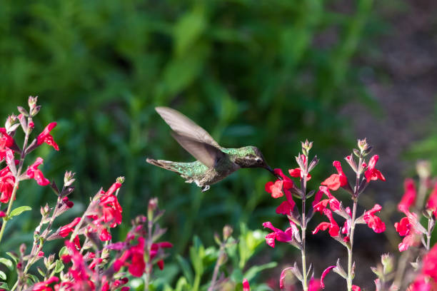istock Anna's Hummingbird in flight, feeding on red flowers. 981340686