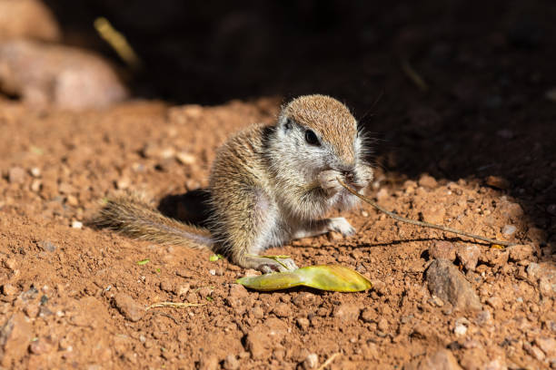 junge runde-tailed boden eichhörnchen sitzend auf hüften, eine braune stück einer lokalen pflanze essen. - sonora state stock-fotos und bilder