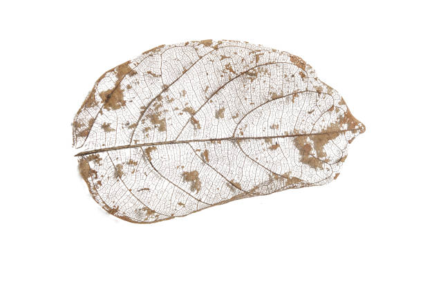 istock Dry leaves on white textures background.dried pattern outdoor de 981344296