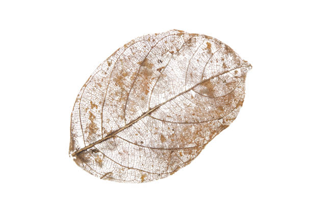 istock Dry leaves on white textures background.dried pattern outdoor de 981344304