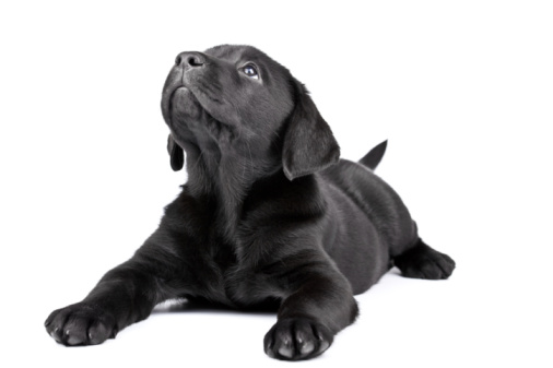 A Black Labrador puppy licks his face.