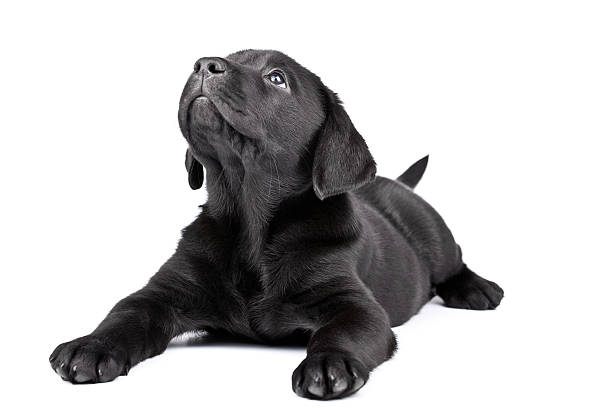 black lab puppy, two  months old  black labrador stock pictures, royalty-free photos & images