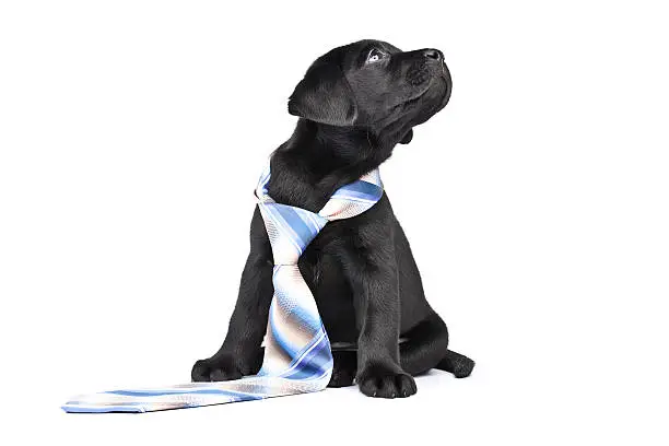 Photo of Charming puppy labrador in necktie on a white background
