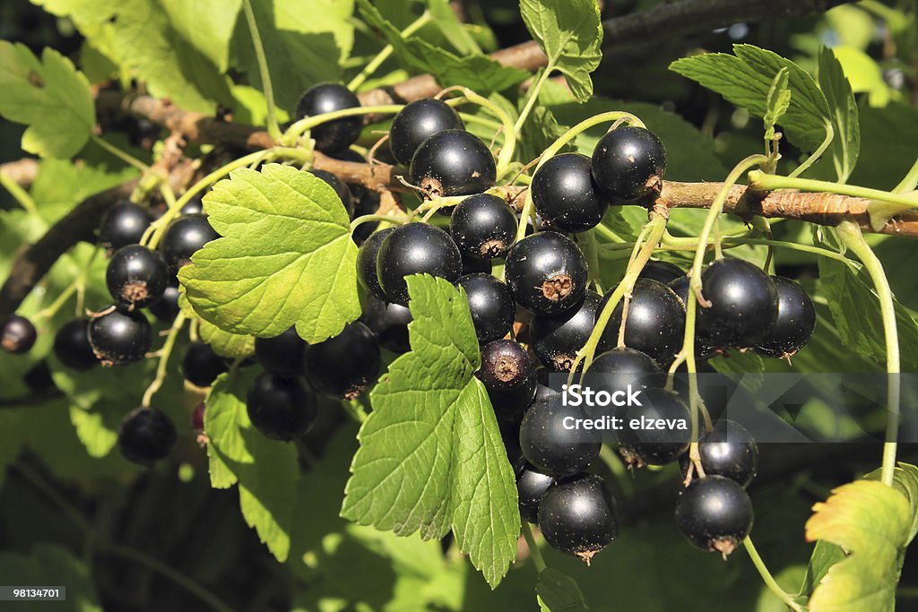 Black currant  Berry Stock Photo