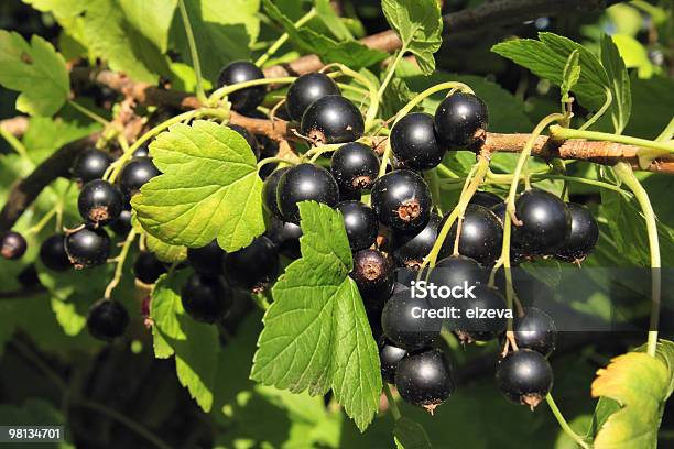 Black Currant Stock Photo - Download Image Now - Berry, Berry Fruit, Black Color