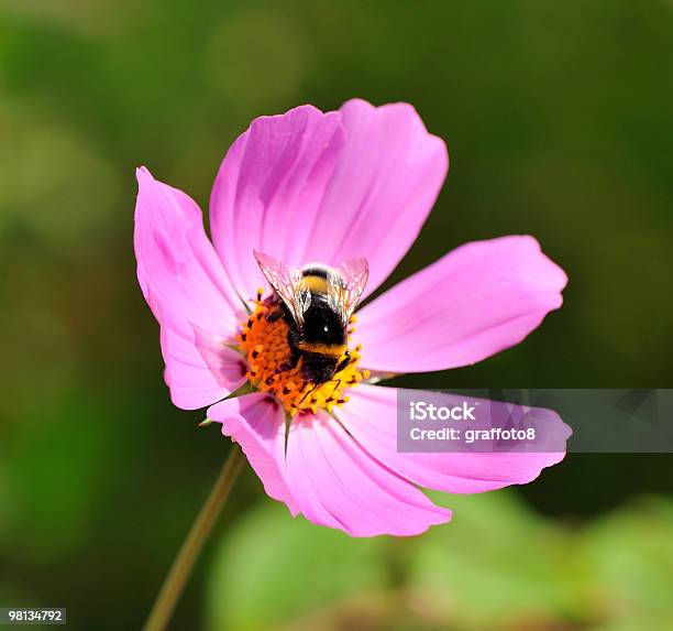 Insect Stock Photo - Download Image Now - Animal Wing, Beauty In Nature, Close-up