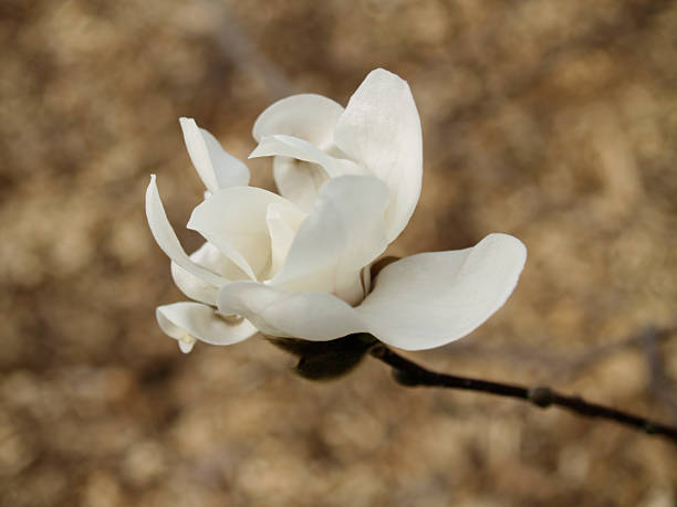 Single White Magnolia Flower stock photo