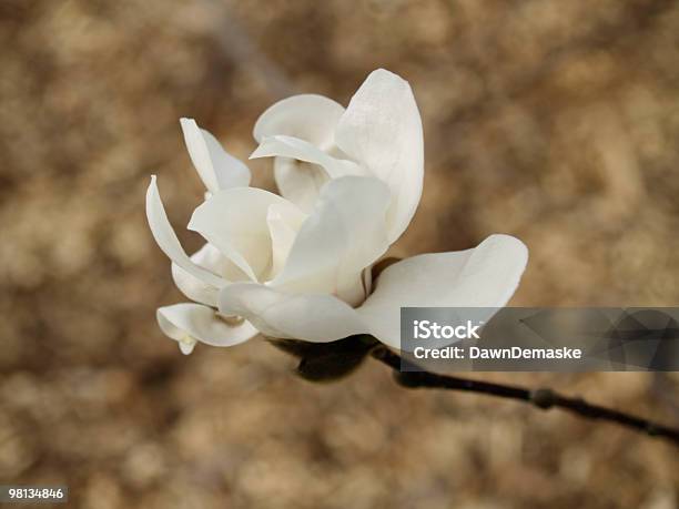 Single White Magnolia Flower Stock Photo - Download Image Now - Beauty In Nature, Botany, Close-up