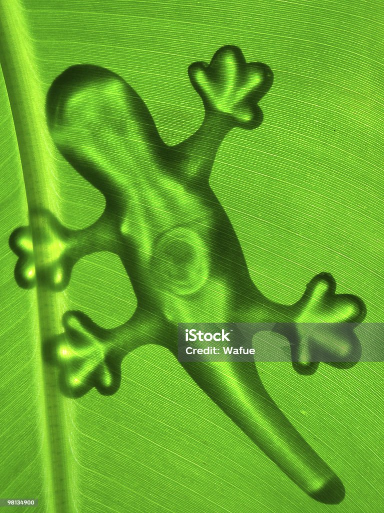 Gecko on Banana Tree gecko on banana tree leaf - Gecko outline on banana leaf, backlight, translucent Back Lit Stock Photo