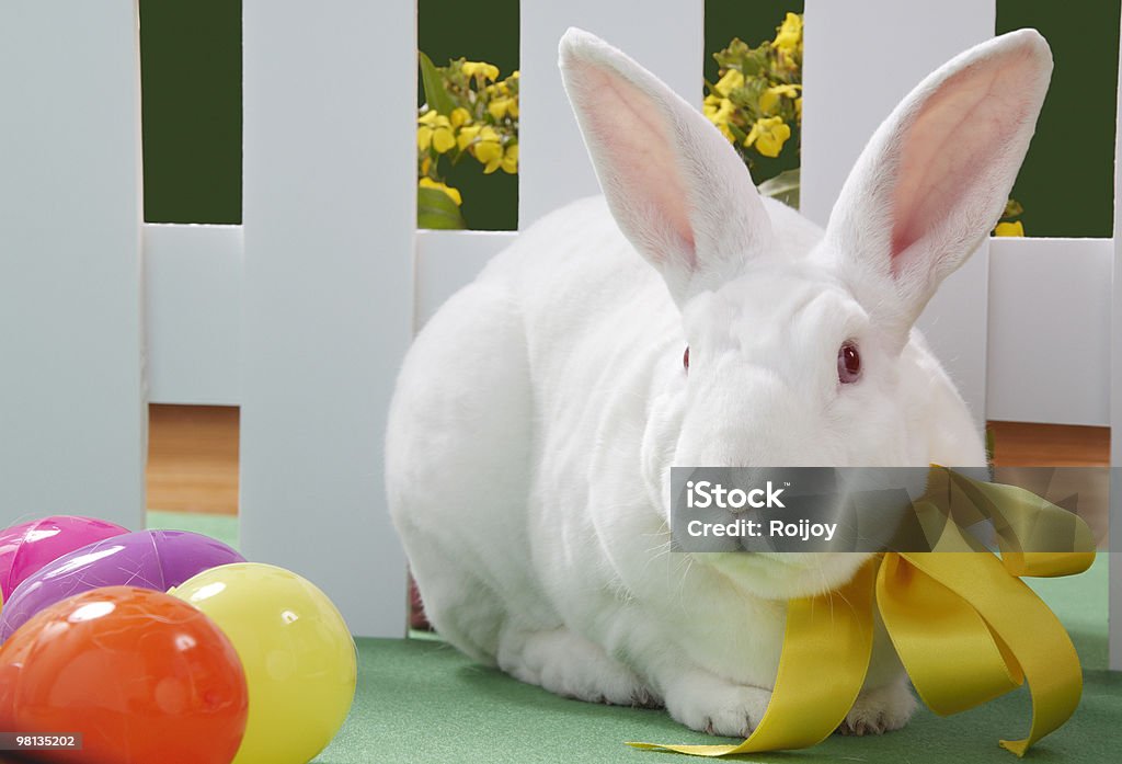 White Rabbit  Albino Stock Photo